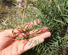 Astragalus eremiticus