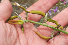 Astragalus eremiticus