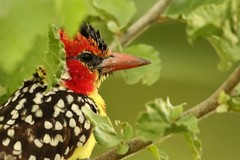 Trachyphonus erythrocephalus