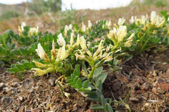 Astragalus lentiginosus chartaceus