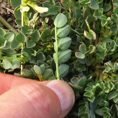 Astragalus lentiginosus chartaceus
