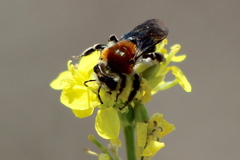 Andrena sola