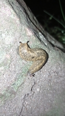 Geomalacus maculosus