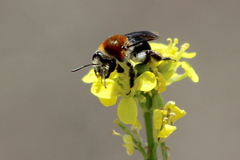 Andrena sola