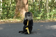 Macaca silenus