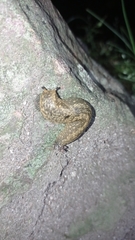 Geomalacus maculosus