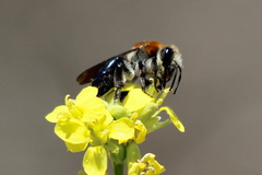 Andrena sola