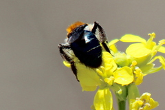 Andrena sola