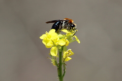 Andrena sola