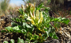 Astragalus lentiginosus chartaceus