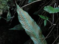 Loxogramme formosana