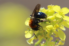 Andrena sola