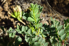 Astragalus lentiginosus chartaceus