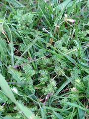 Alchemilla australis