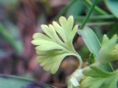 Alchemilla australis