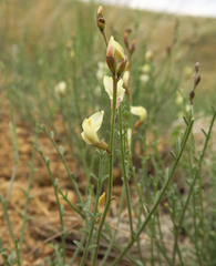 Astragalus cusickii sterilis