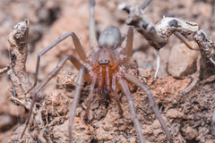 Liocranum