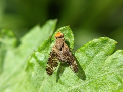 Oxyna parietina