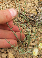 Astragalus cusickii sterilis