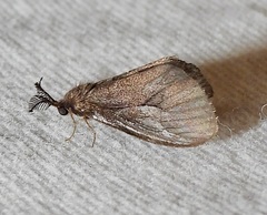 Cryptothelea gloverii