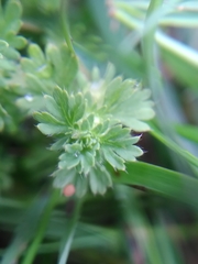 Alchemilla australis