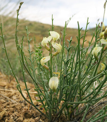 Astragalus cusickii sterilis