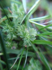 Alchemilla australis