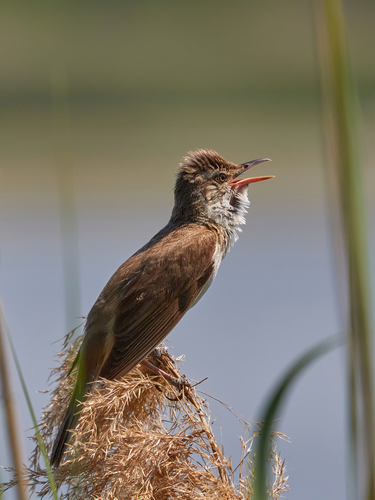 Great Reed Warbler