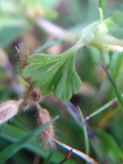 Alchemilla australis