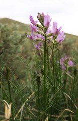 Astragalus conjunctus