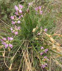 Astragalus conjunctus