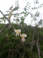 Vicia galeata