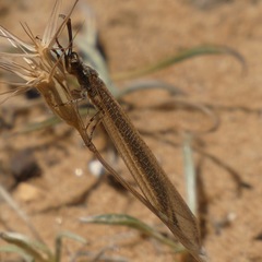 Creoleon lugdunensis
