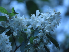 Alniphyllum pterospermum