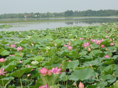 Nelumbo nucifera
