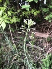 Boechera grahamii