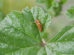 Cantharis