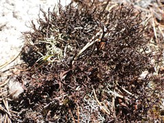 Cetraria ericetorum