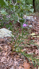 Liatris compacta