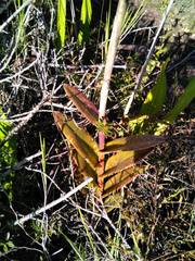 Epidendrum jamiesonis