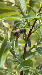 Trichiosoma triangulum