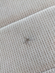 Psorophora longipalpus