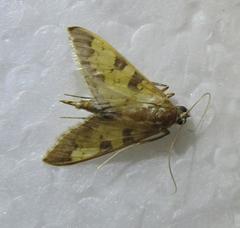 Diacme elealis