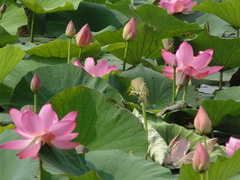 Nelumbo nucifera