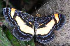 Heliomata infulata