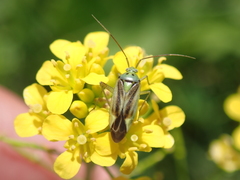 Closterotomus