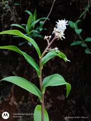 Maianthemum paniculatum