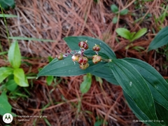Maianthemum scilloideum