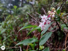 Maianthemum scilloideum