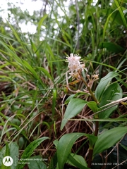 Maianthemum paniculatum